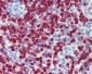 MPO / Myeloperoxidase Antibody (clone 9B12G7)
